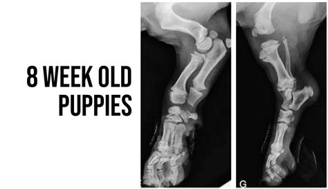 8 Week Old Puppies And Their Bones British Bulldog Club Of Victoria