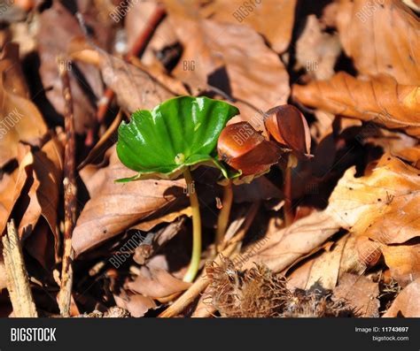 Beech Seedling Image And Photo Free Trial Bigstock