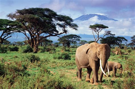 Synonyms (other words) for natural habitat & antonyms (opposite meaning) for natural habitat. HABITAT OF THE AFRICAN