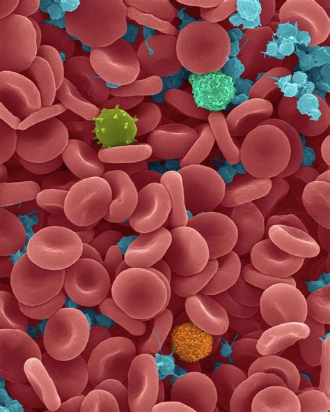 Red Blood Cells Photograph By Dennis Kunkel Microscopy Science Photo Library Fine Art America