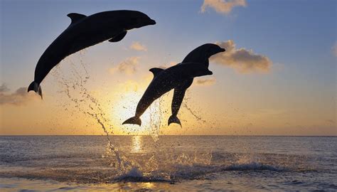 Then we realised she was jumping from the top of her cat tower, to the top of the door, walking across and going up that way. How High Can Dolphins Jump? | Sciencing