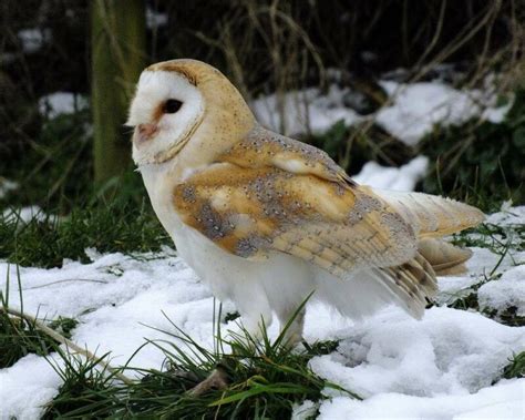 Where Do Barn Owls Live States And Best Hiding Spots