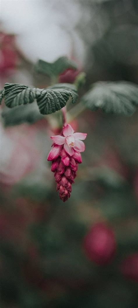 Bloom Pink Flower Blur Wallpaper 720x1600