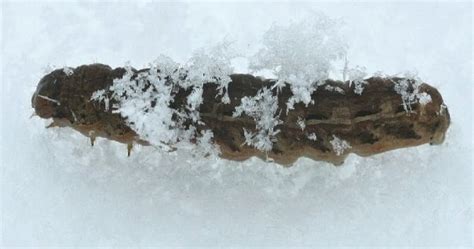 Tywkiwdbi Tai Wiki Widbee Caterpillars On Snow