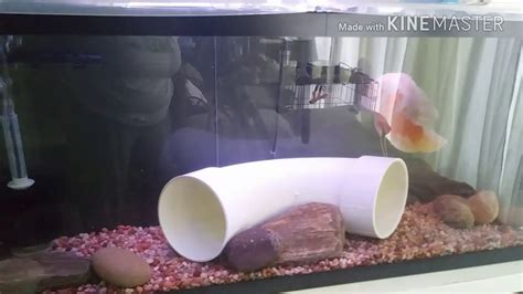 The Oscars Are In Their New Aquariums Youtube