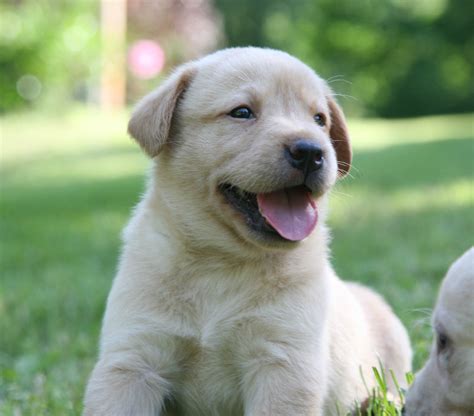 Yellow Labrador Retriever Puppies For Sale Breeders