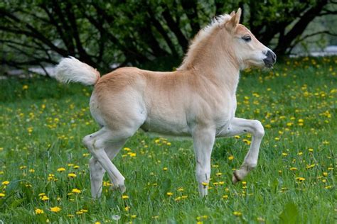 Miniature Horse Vs Pony Whats The Difference Hubpages