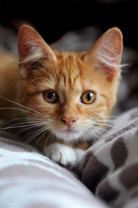 Épinglé Par Jessica Dwyer Sur Cats Chat Mignon Chats Adorables Bébé