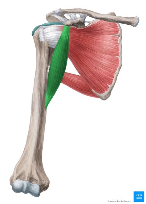 Músculo Coracobraquial Origem Inserção E Inervação Kenhub