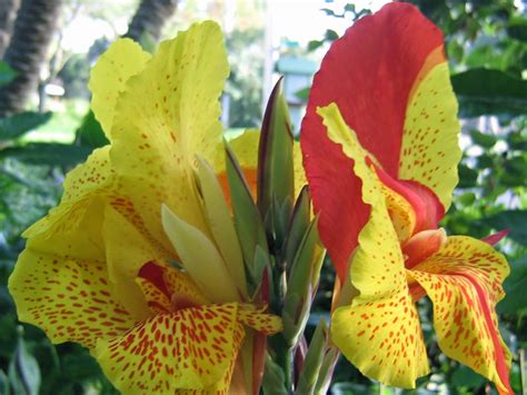 How To Overwinter Canna Lilies The Garden Of Eaden
