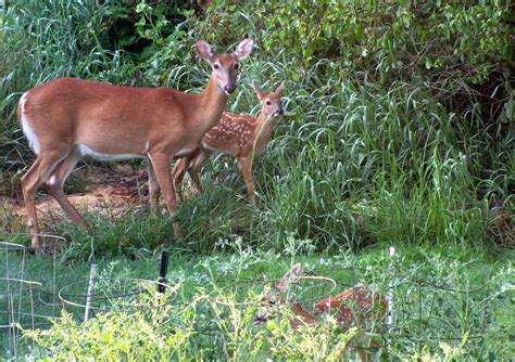 Rabbits can wreak havoc on your plants if you don't stop them, but there are several things you can try to save your plants. Deep Thoughts: Camera Critters # 118 - Whitetail Fawns