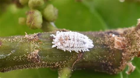 How To Get Rid Of Mealybugs On Houseplants