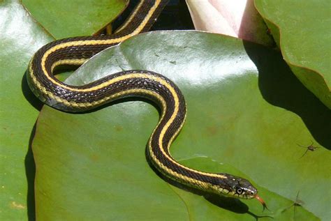 Eastern Garter Snake Facts Description Diet And Pictures