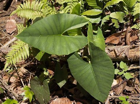 TUMBUHAN BERKHASIAT OBAT DI HUTAN KALIMANTAN On My Way