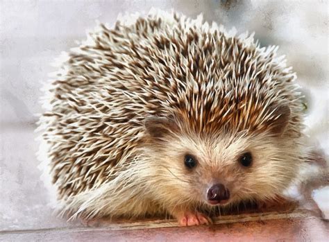 Baby animals photos, photos of small animals, - Public domain
