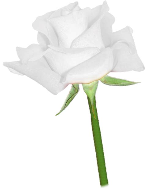 Fleur Rose Blanche Png Tube White Flower Png
