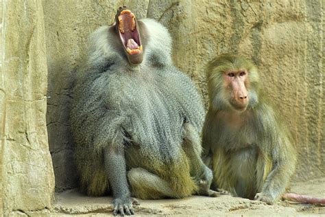 Hamadryas Baboons Male And Female Photograph By Dean Hueber
