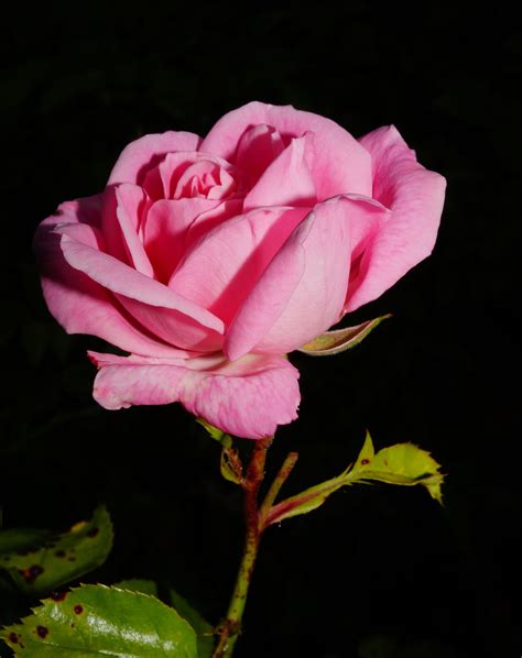 Free Images Blossom Flower Petal Romantic Pink Flora Beauty