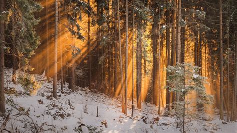 Download Wallpaper 1920x1080 Forest Winter Trees