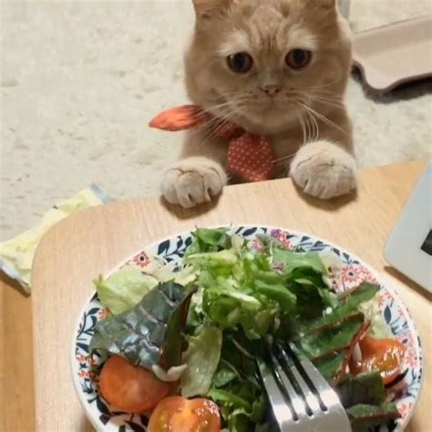 Funny Cat Watching Food Catmeme Cat Kitten Cats And Kittens Cats