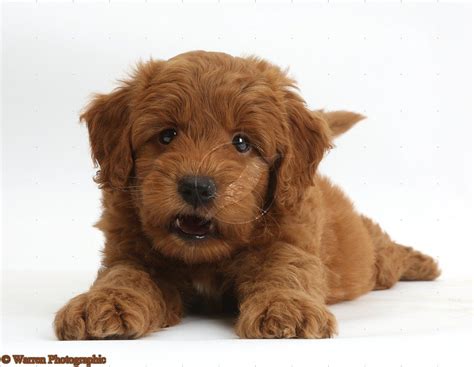 Cute Playful Red Goldendoodle Puppy F1b Goldendoodle Puppy Photos