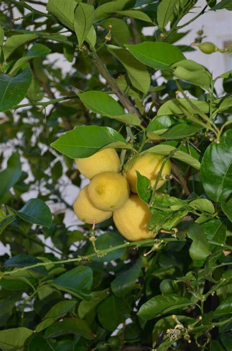 Italian Lemon Tree