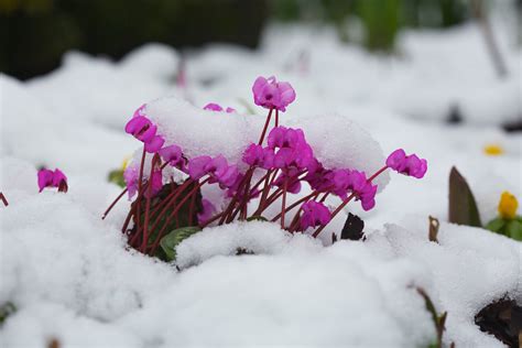See more ideas about plants, echinacea, flowers. Winter cyclamen flowers share a weight of snow (11th Feb ...
