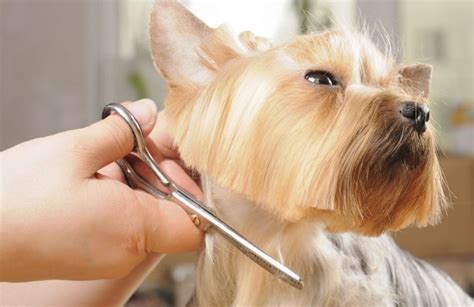 How To Cut Dogs Hair Like A Pro At Home Diy Tips