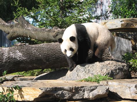 Giant Panda Adelaide Zoo South Australia Trevors Travels