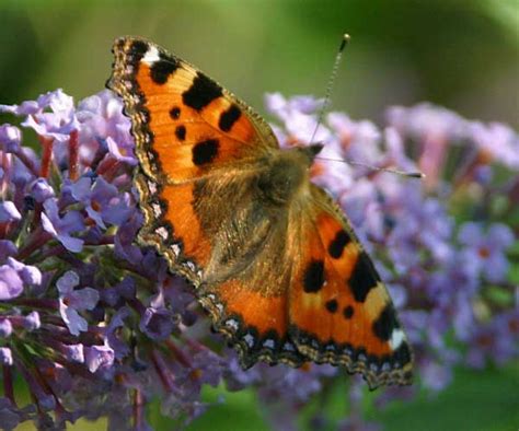 Small Tortoiseshell Butterfly Aglais Urticae Identification Guide
