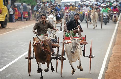 Bull Cart Race During Sinhala And Tamil New Year Celebration Images