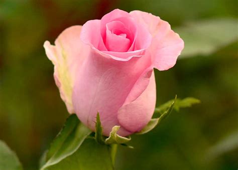 Revival Roses Pink Rose Solaire Rose Supplier Exporter Mumbai India