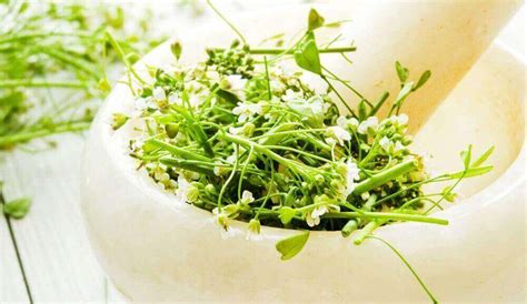 Çoban Çantası Faydaları (Çayı ve Yağı) - Uzmanlar Diyor Ki