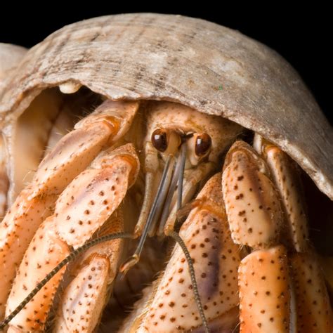 Hermit Crab Types With Pictures