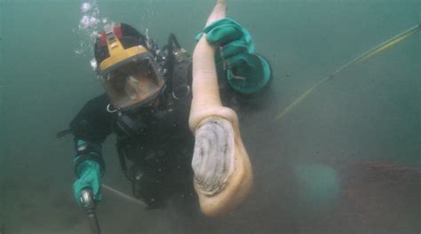Bc Geoducks Prized On World Stage Resources And Agriculture