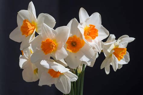 Top 999 Narcissus Flower Wallpaper Full Hd 4k Free To Use
