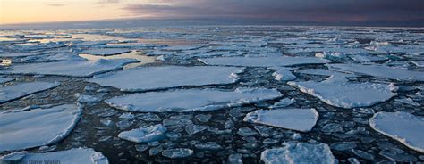 Arctic Sea Ice Loss World Leaders Must Arrest Arctic Climate Change