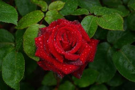 Best Profile Pictures Beautiful Rose Flower Pictures