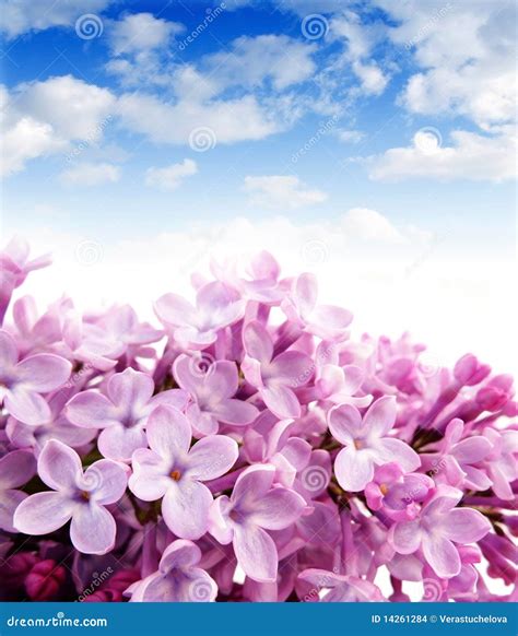 Lilac And Blue Sky Stock Photo Image Of Pipe Spring 14261284