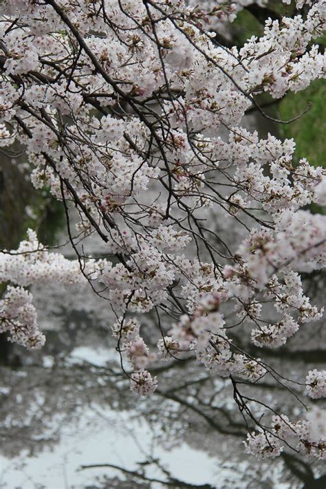 Rainas Japan Travel Journal Kyoto Cherry Blossom Report Japan