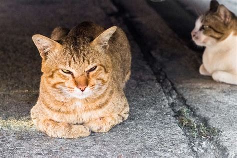 Iowa City Police Have Been Shooting Feral Cats For Years The Dodo