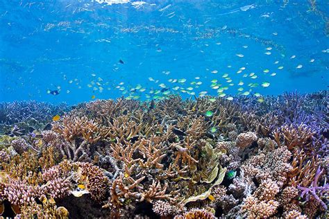 6 Reasons Why The Reefs Of Palau Are A ‘must Snorkel Oceanic Society
