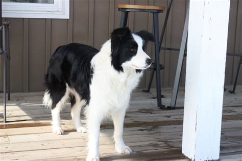 Border Collie Dogs And Collie Puppies For Sale In Ontario Canada Asset