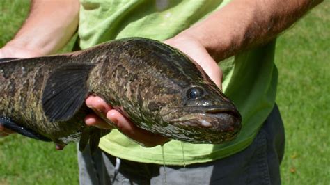 Walking Nightmare Invasive Fish That Moves And Breathes