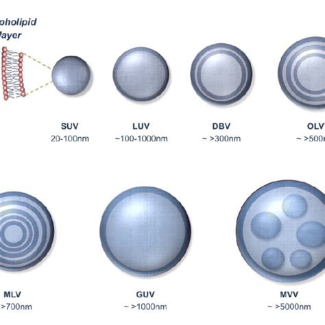 Different Types Of Lipid Vesicles Suv Small Unilamellar Vesicle Luv