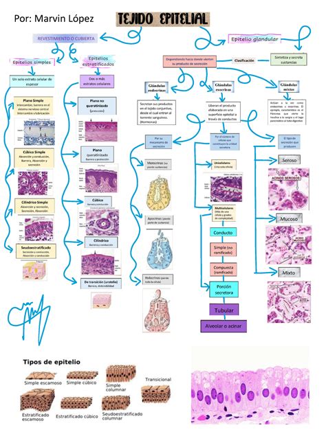 Mapa Mental Epitelios Anatomía E Histología Animal Por Marvin