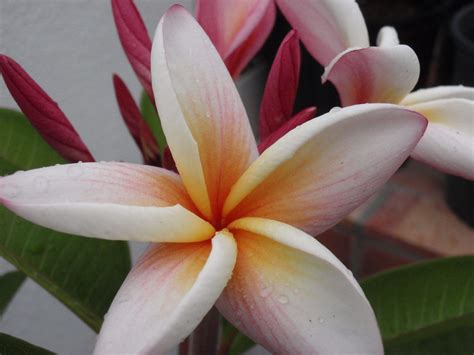 Illustration about a set of english letter from a to z, colorful gradient background for each & every letter with blasting effect and 0 to 9 numeric. Plumerias (also called frangipani) are trees with fragrant ...