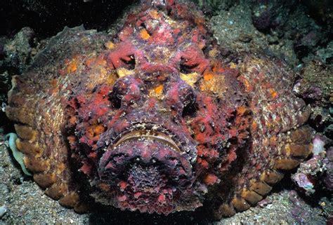 Stonefish Photos Sea Creatures Scarier Than Sharks Ocean