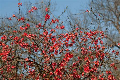 Flowering Quince Plant Care And Growing Guide