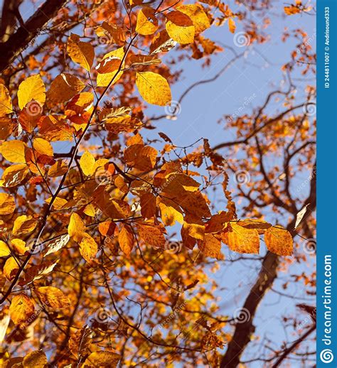 Autumn Tree Leaves On Sky Background Golden Autumn Stock Image